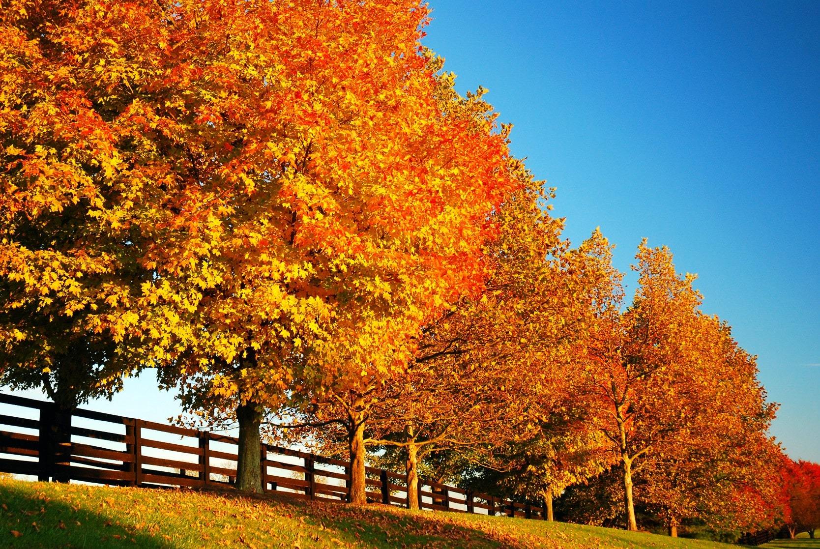 Beautiful orange fall foliage on a farm in Versailles, Kentucky